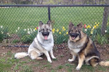 Dog Run at Silver Lake Park photo 1